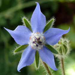 گل گاوزبان به انگلیسی