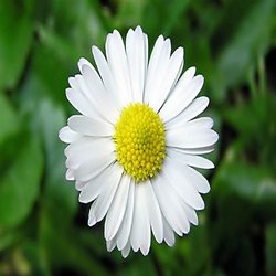 بابونه به انگلیسی