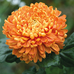 گل داوودی به انگلیسی