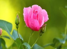 نام گلها به انگلیسی با عکس