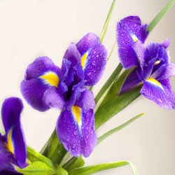 زنبق به انگلیسی