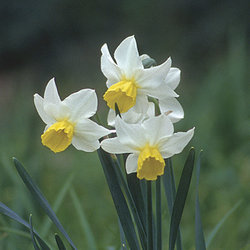 گل نرگس به انگلیسی