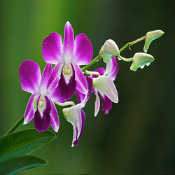گل ارکیده به انگلیسی