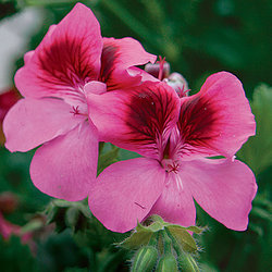 گل شمعدانی به انگلیسی