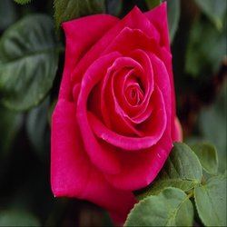 گل رز به انگلیسی