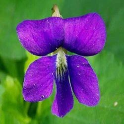 گل بنفشه به انگلیسی